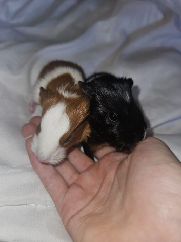 Selling guinea pigs