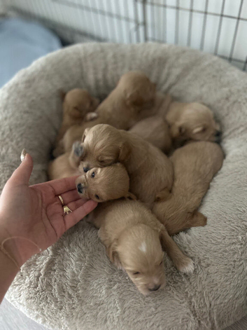 Cute puppies
