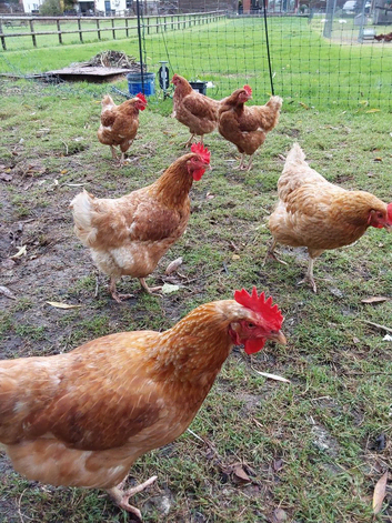 Chickens laying hens