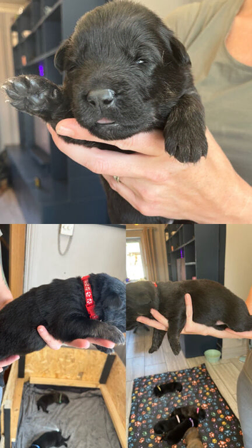 beautiful shepkita puppies