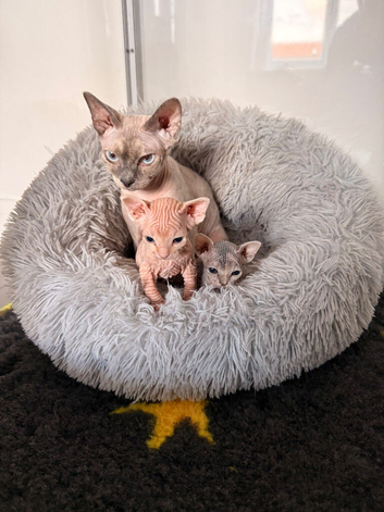 2 female Sphynx kittens