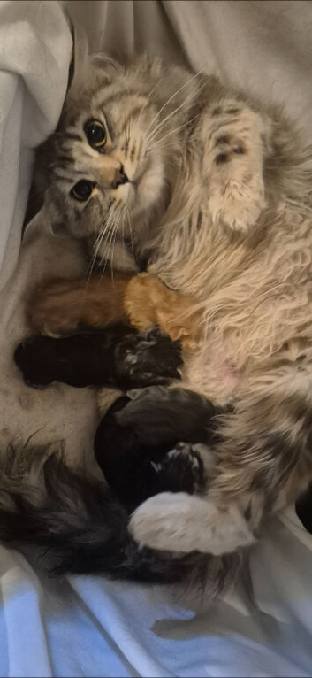 Pure Maine coon kittens