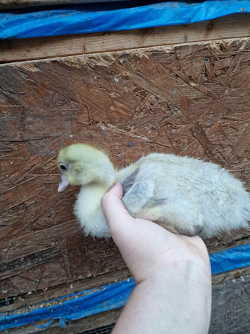 Muscovie ducklings available