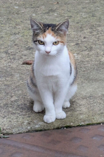 Sally - Beautiful Female Cat Looking for Her Forever Home
