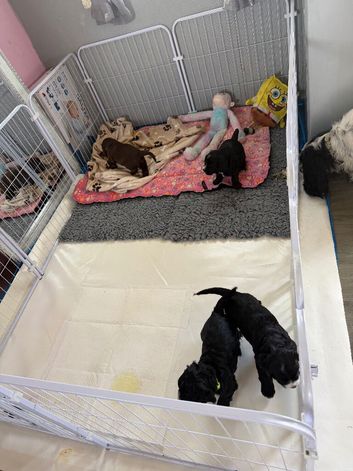 Puppies