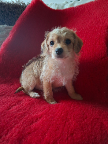 Chihuahua x Toy poodle