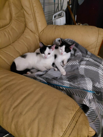 kittens ready for new homes