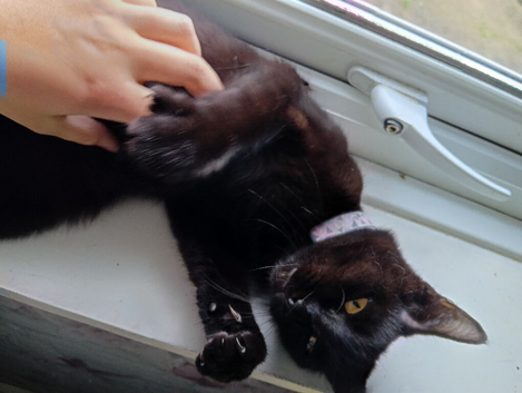 Female cat