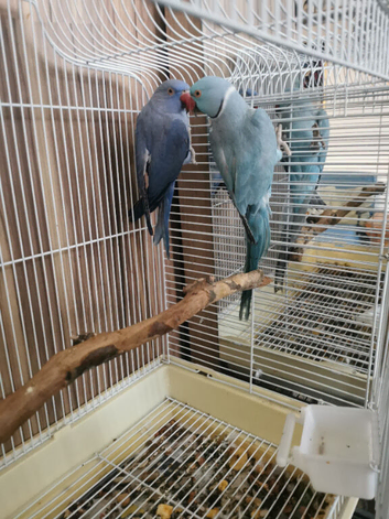 Indian Ringneck Birds Blue/Purple/Green