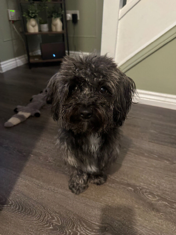 2 year old male yorkiepoo