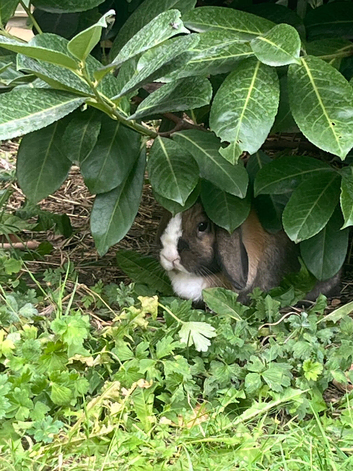 Female for rehoming wanted