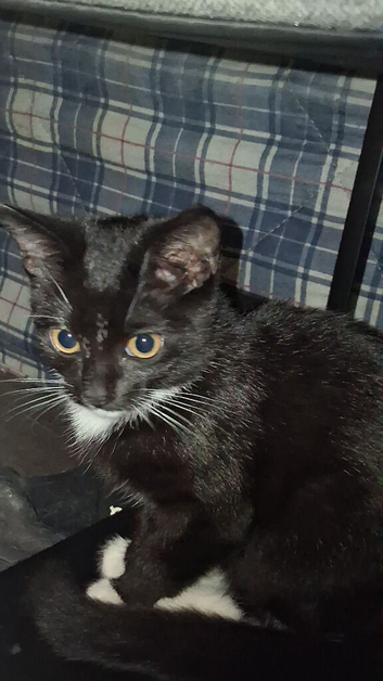 Kitten