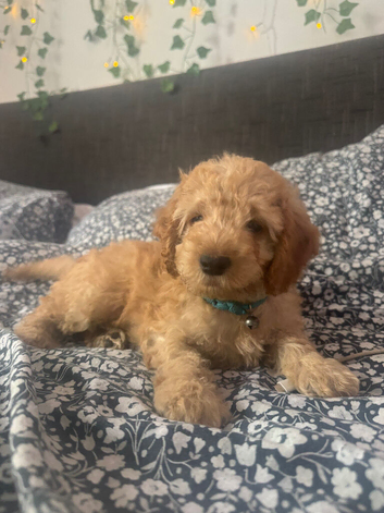 1 beautiful cockapoo puppies