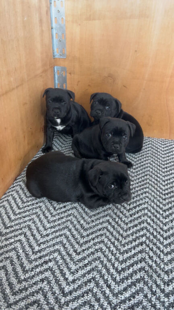 Staffordshire bull terrier pups 2 males left