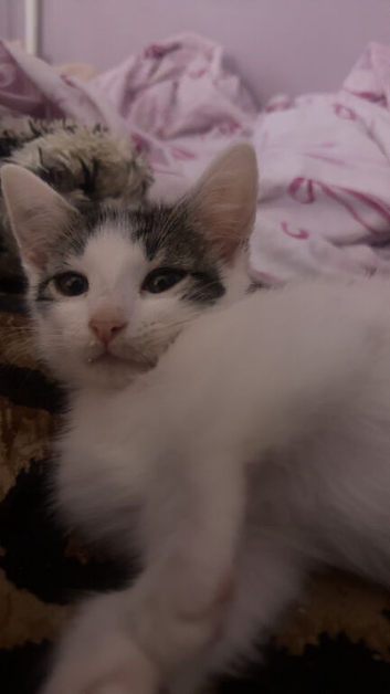 1 black and white kitten