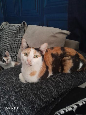 Fluffy calico kittens