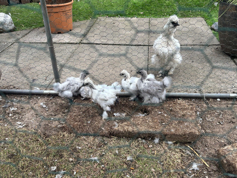 2 weeks, 1 month and 2 month, and 3 days old silkies