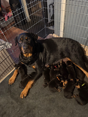 Beautiful pups