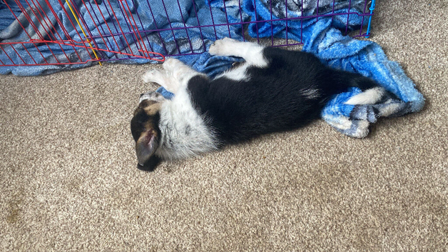 Cute girls collie pups