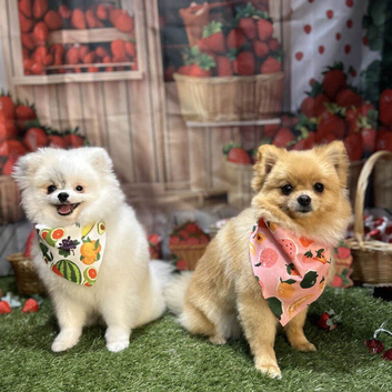 2 pomeranians girl and boy