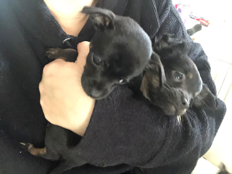 Teacup chihuahua puppies