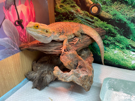 Bearded Dragon