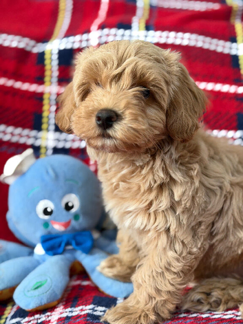 Beautiful Teddy Poochon Puppies Boys and Gitl