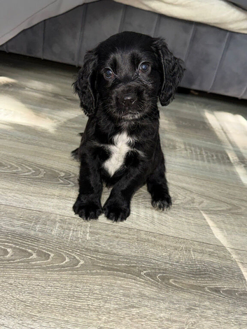 Cocker spaniel