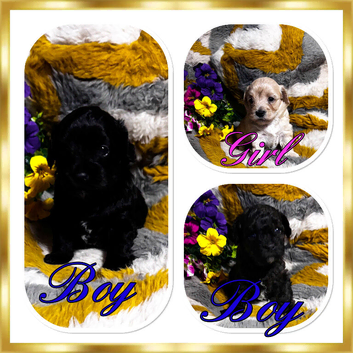 Gorgeous maltipoo rare colour