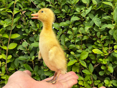 Absolutely stunning pure bred Indian runner ducks