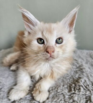 Beautiful Maine Coon kittens  ready for forever homes