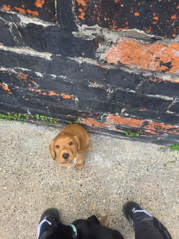 Cocker spaniel puppies for sale