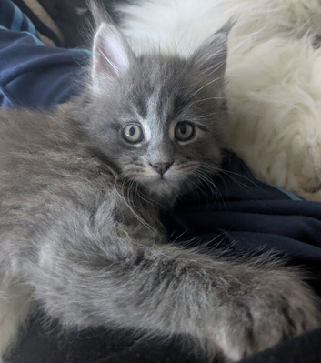 Polydactyl blue girl looking for forever home