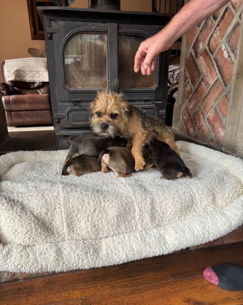 Gorgeous border terrier puppies