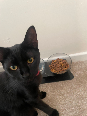 2 black kittens