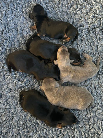Dachshund puppies