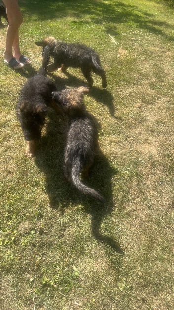 Puppies