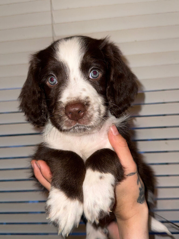 English Springer Spaniel/Labradoodle puppy&rsquo;s