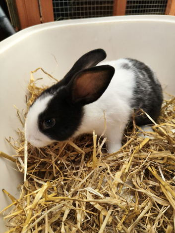 11 week old bunnies for sale in Northampton
