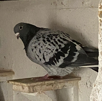 Racing pigeons