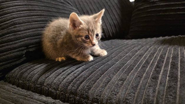 3 beautiful kittens for sale