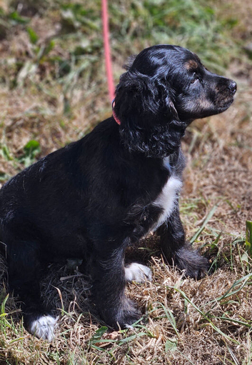 Female cockapoo x cockailer puppy for sale