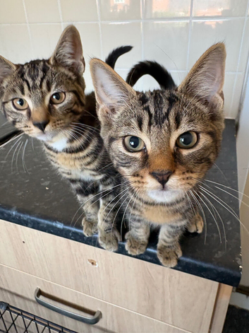 Boy kittens looking for their forever home ASAP