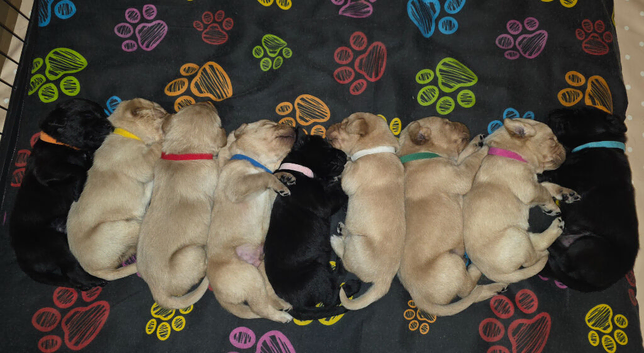 Beautiful labrador puppies