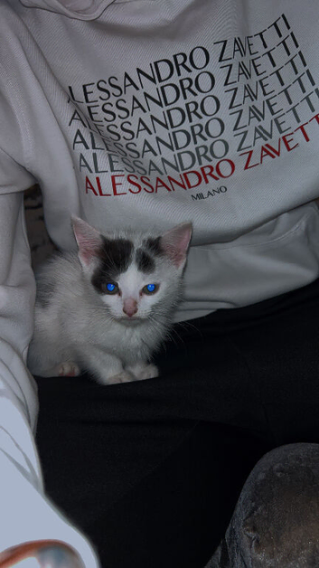 Kitten