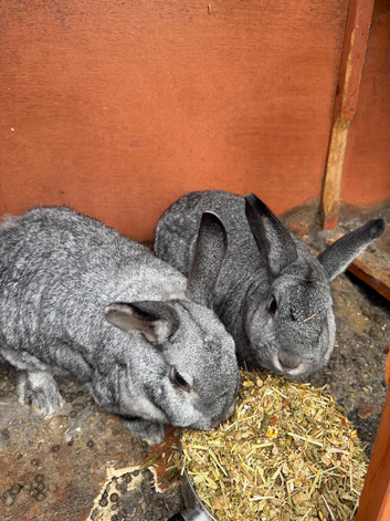 Two female Rex cross rabbits