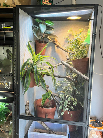 Male and female panther chameleons