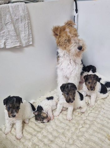 Ourstanding wired fox terrier puppies