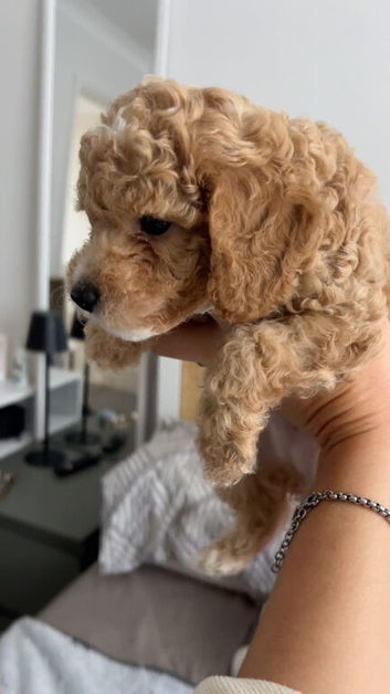 CAVAPOOCHON LITTER