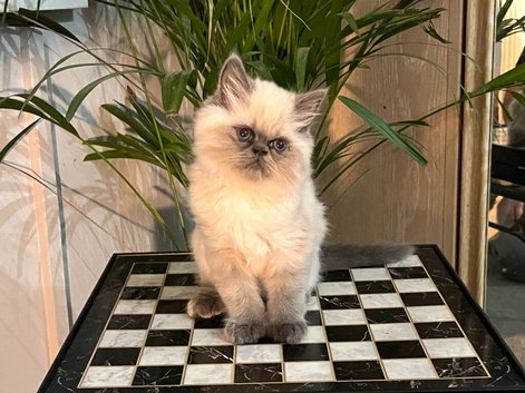 Soo affectionate "Hand reared" c/p persian male and solid blue girl